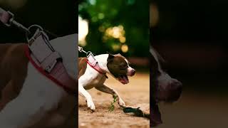 pitbullvs kangal🐕 dangerous 😈viralvideoshort facts shorts [upl. by Sholeen]