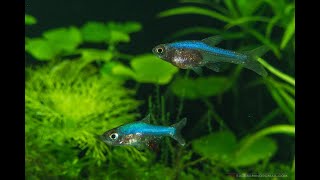 Neon Blue Rasbora SUNDADANIO AXELRODI quotBLUEquot Species Profile Imaginarium 35 Gallon Planted Tank [upl. by Annocahs]