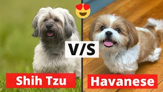 Havanese vs Shih Tzu Which Dog Breed would be Best for you [upl. by Bernette]