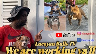 Our Dogs here at Lucayan Bulls TV [upl. by Gnauq]