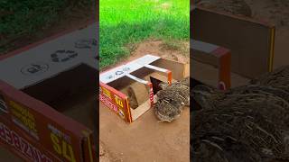 Quick Underground Quail Trap Shorts youtubeshorts [upl. by Sky]