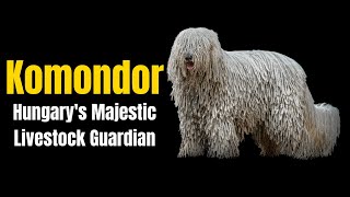 Komondor [upl. by Ennaillek]