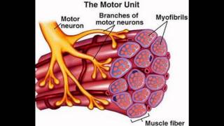 Mechanism of Muscle Contraction [upl. by Ahse924]