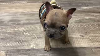 Tiny Frenchie can talks quotI love you momquot Adorable puppy with skillful dance moves [upl. by Hartmann571]