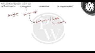 Ferns conifers and gnetales evolved from a Zoosterophyllum b Psilophyton c Seed ferns [upl. by Ahsiri]