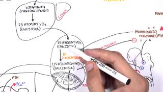 Endocrinology  Calcium and Phosphate Regulation [upl. by Ahsratal738]