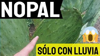 🌵 Nopal Verdura ¿Es RENTABLE Cuánto produce en TEMPORAL‼ Parte 1 [upl. by Natalie]