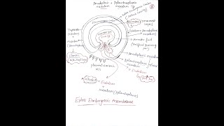 EEMExtra Embryonic MembraneAmnionChorionAllontoisYolk Sac Part1 [upl. by Eiwoh]