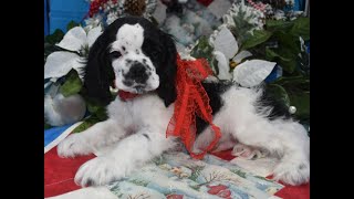 AKC Cocker Spaniel Puppies for sale wwwmaryscockerhavencom 7193068118 [upl. by Salzhauer]