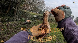 Beccacce fagiani e lupi voci e colori dal bosco Video 4 k [upl. by Tilda]