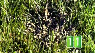 Fiesta Turf Weed Killer 24 Hour Time Lapse [upl. by Iorio439]