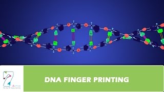 DNA FINGER PRINTING [upl. by Garneau29]