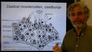 Biologie HV BB Zaadcellen [upl. by Rosalba216]