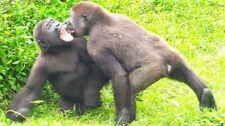 頑皮兄弟😆🤣Silverback gorilla family interactionsDjeeco FamilyTayariJabaliIrikiRingo [upl. by Mercie]