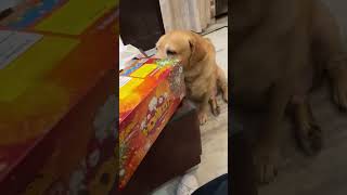 dog labrador goldenretriever funny doglover rhyimes dogcomedy facts dogentertainment rhy [upl. by Rastus]