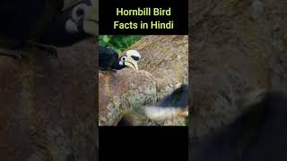 Hornbill Bird Facts in Hindi factsinhindi [upl. by Hauck667]