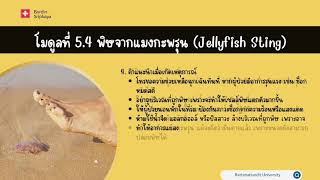 RBAC GPE 1007 Basic First Aid  54 พิษจากแมงกะพรุน Jellyfish Sting [upl. by Ahsaten319]