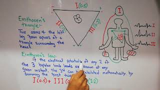 CVS physiology 24 Einthovens triangle and Einthovens law  ECG leads [upl. by Orland179]