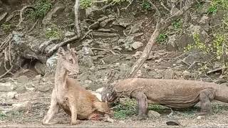 komodo dragon eating deer  GIS News [upl. by Aivlys]