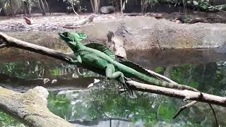 Green Basilisk Lizard  Singapore Zoo [upl. by Marden]