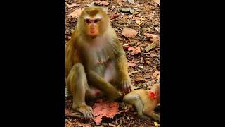 Why did the mother beat the clever baby monkey like that [upl. by Nedgo]