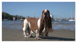 Basset Hound Real Barking Sounds  Dog show [upl. by Latreshia]