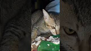 Cats have food for eat cat katten cuteanimals [upl. by Atinrev]