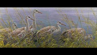 Master Wildlife Artist Robert Bateman on quotYoung Sandhill Cranesquot [upl. by Mir]