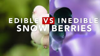 EDIBLE VS INEDIBLE SNOW BERRIES [upl. by Siraf195]