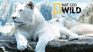 The Rare and Exotic Animals quot White LionsquotHDNational GeographicFull Documentary [upl. by Denn]