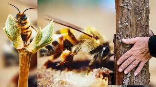 Cest quoi la propolis et comment la propolis fabriquée [upl. by Rodina]