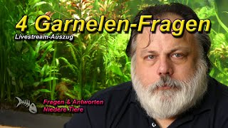 4 allgemeine Fragen zu GARNELEN IM AQUARIUM [upl. by Vasily]