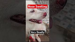 Dog Skin problems  Dog Nose Infection [upl. by Nairahcaz]