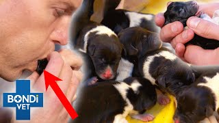 Vet Helps Pregnant Dog Give Birth To 10 Puppies 🥹 8hrs Natural Birth  Bondi Vet Clips  Bondi Vet [upl. by Khorma]