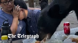 Black bear devours picnic as family freeze to keep themselves safe [upl. by Janith]