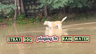 Stray Dog playing in Rain Waterrainwaterdogdogloversbrowndoghappydogdogvideo [upl. by Oiled]