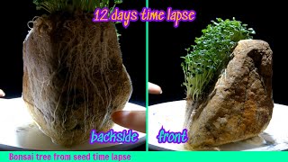 Bonsai Tree From Seed Time Lapse  12 days [upl. by Lillith]