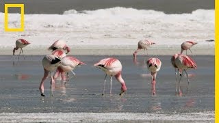 Le teint rose des flamants [upl. by Severn]