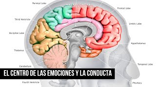 El Sistema Límbico El Centro de las Emociones y la Conducta [upl. by Tita]