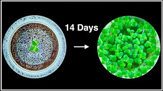 Duckweed Growth Rate Experiment  2 Weeks [upl. by Kimitri]