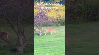 Homestead living homestead homesteading views deer farmlife animals viralshorts appletrees [upl. by Eikin]