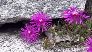 Mittagsblume Delosperma cooperi  für Stein und Trockenmauern [upl. by Maidy612]