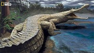 National Geographic I Super Giant Crocodile I Documentary [upl. by Maroney]