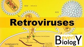 Retroviruses [upl. by Seibold]