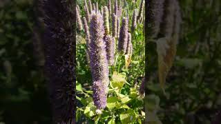 Anise Hyssop Agastache foeniculum in Mint Family Lamiaceae [upl. by Nissie812]