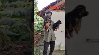 Shepherd puppies available  location Nagercoil  cont 7904731861 shepherd shepherdvoice song [upl. by Stargell786]