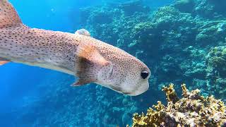 Home reef Shoni Bay hotel Part 4 [upl. by Caines]