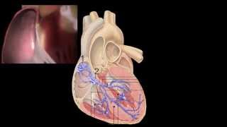 Corazón Anatomía y Fisiología [upl. by Yetnom]