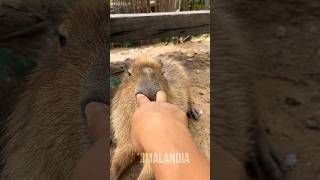 CAPIVARA animais bichos shorts [upl. by Eidnew]