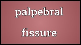 Palpebral fissure Meaning [upl. by Ayom]